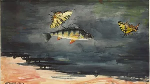 Fish and Butterflies
