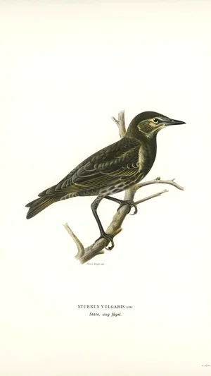 European Starling (Sturnus Vulgaris)