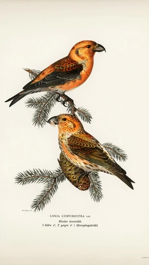 Common Crossbills (Loxia curvirostra)