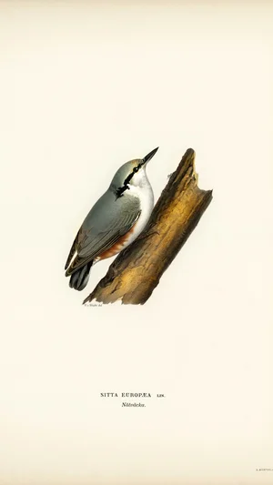 Eurasian Nuthatch (Sitta europaea)