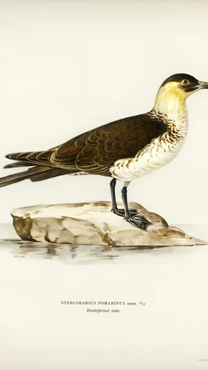 Stercorarius pomarinus (Pomarine Skua)