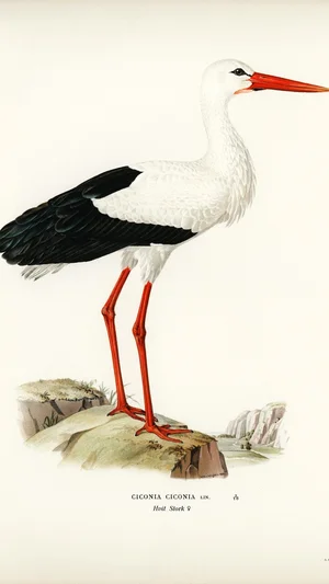 White Stork (Ciconia ciconia)