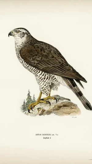 Goshawk (Astur Gentilis)