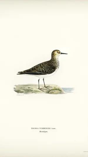 Temminck's Stint (Tringa Temminckii)