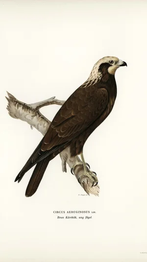 Western Marsh Harrier (Circus Aeruginosus, Young Bird)