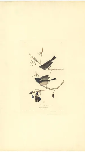 Snow Bird (Fringilla Nivalis)
