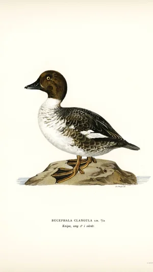 Common Goldeneye (Bucephala clangula) Illustration