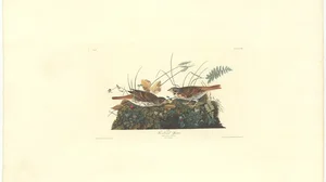 Red-backed Sparrow, Plate CXXXVI