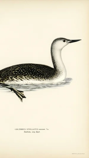 Red-throated Loon (Young Bird)