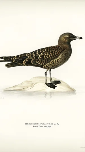 Parasitic Jaeger (Stercorarius parasiticus)