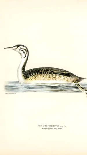 Great Crested Grebe, Young Bird