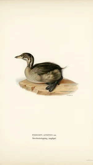 Jovem mergulhão-de-pescoço-vermelho (Podiceps auritus)