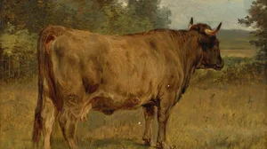 Bull in a Landscape