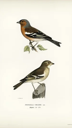 Chaffinch (Fringilla coelebs), Male and Female