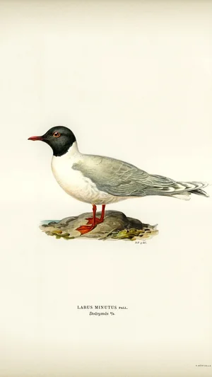 Little Gull (Larus minutus)
