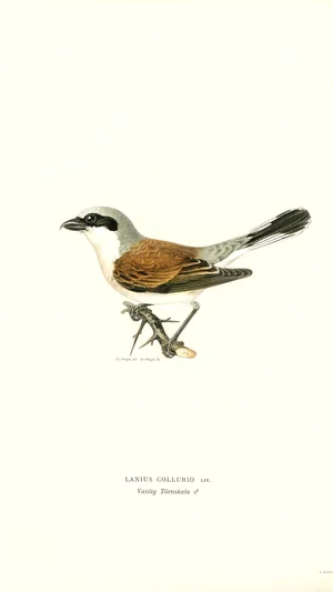 Red-backed Shrike (Lanius collurio), Male