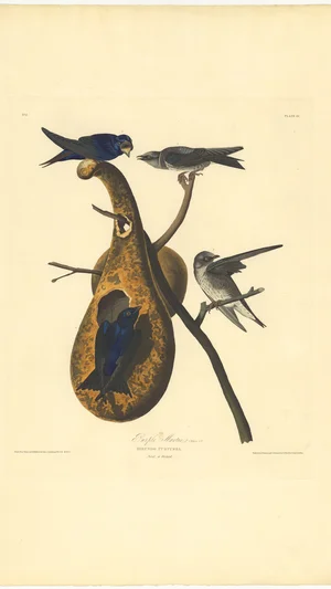 Purple Martins (Hirundo purpurea)