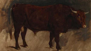 A Brown Bull in Profile