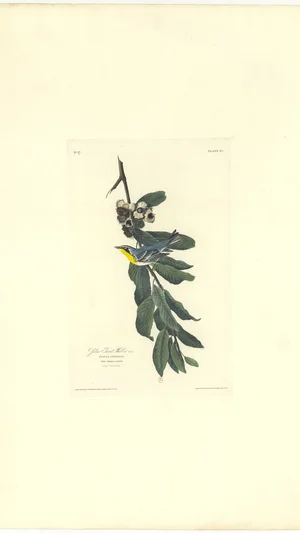 Yellow-throated Warbler (Sylvia pensilis)