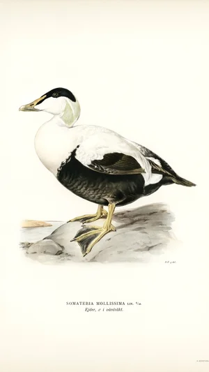 Common Eider (Somateria mollissima)