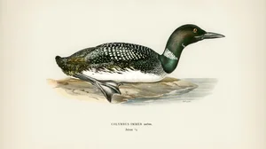 Great Northern Diver (Common Loon)