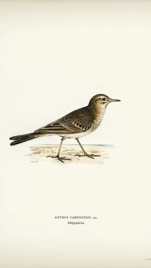 Tawny Pipit (Anthus campestris)