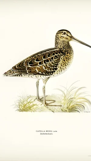 Great Snipe (Capella media)
