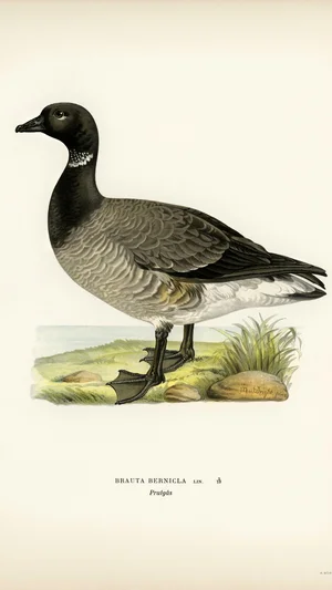 Brant Goose (Branta bernicla)
