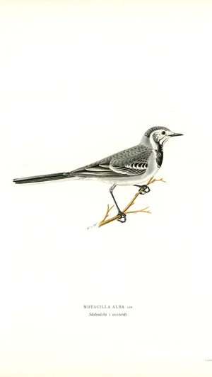 White Wagtail (Motacilla Alba) in Winter Plumage