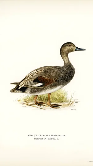 Gadwall Duck (Anas strepera)