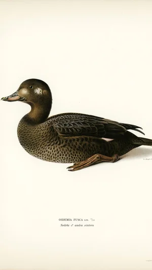 Velvet Scoter (Oidemia fusca), Second Winter Plumage