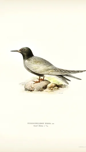 Black Tern (Hydrochelidon Nigra Lin.)