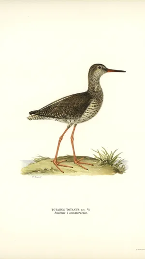 여름 깃의 붉은발도요(Totanus totanus)