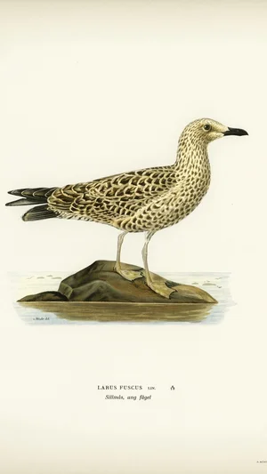 Larus fuscus (Lesser Black-backed Gull, young bird)