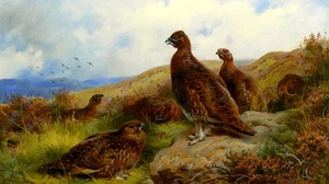 Red Grouse Packing