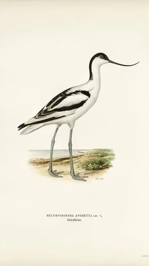 Pied Avocet