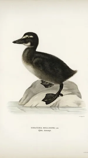Eider Duckling (Somateria mollissima)