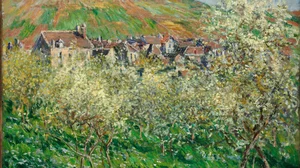 Flowering Plum Trees