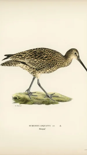 Numenius Arquatus (Eurasian Curlew)