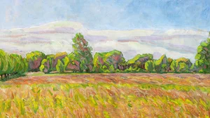 Grass on a meadow