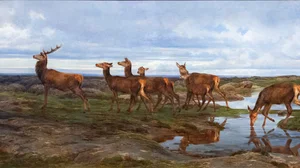Une famille de cerfs