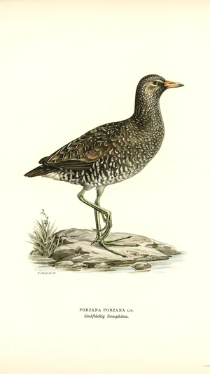 Spotted Crake (Porzana Porzana)