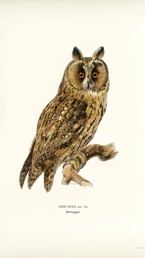 Long-eared Owl (Asio Otus)