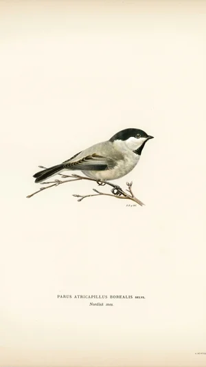 Willow Tit (Parus atricapillus borealis)