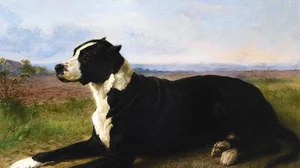 Portrait d'un croisé mâtin-labrador dans un paysage