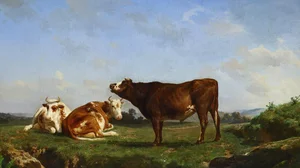 Trois vaches au paturage