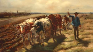 Oxen plowing
