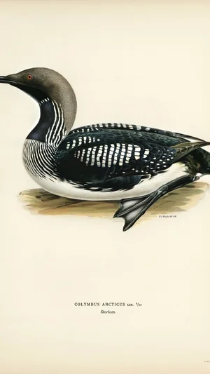 Arctic Loon (Storlom)