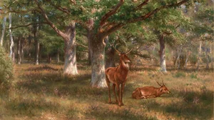 Two Deer in a Forest Glade