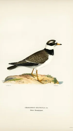 Charadrius hiaticula (Ringed Plover)